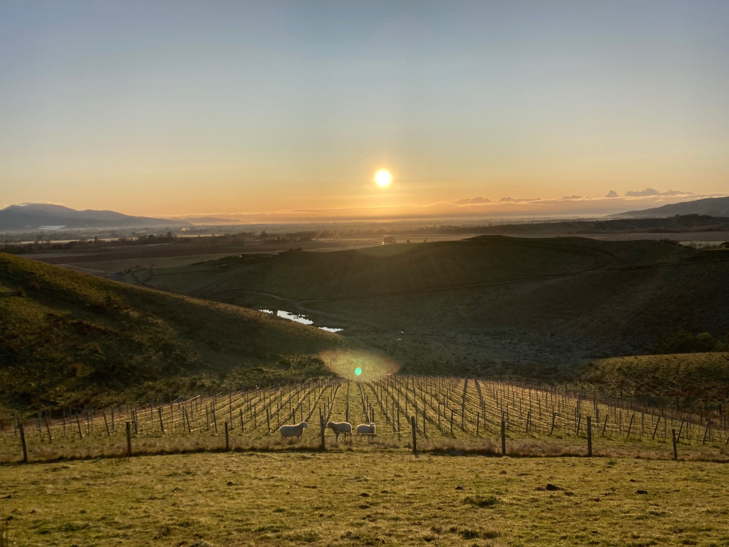 Organics at Nous Vineyard in Marlborough, New Zealand.
