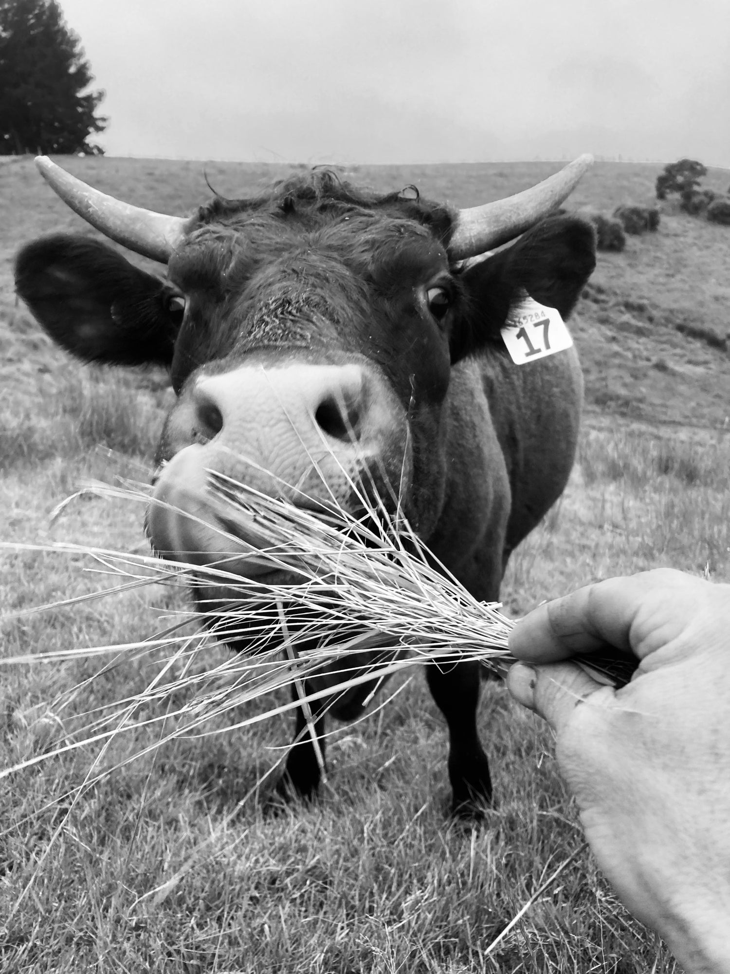 Organics + Biodynamics in action at Nous Vineyard in Marlborough, New Zealand.