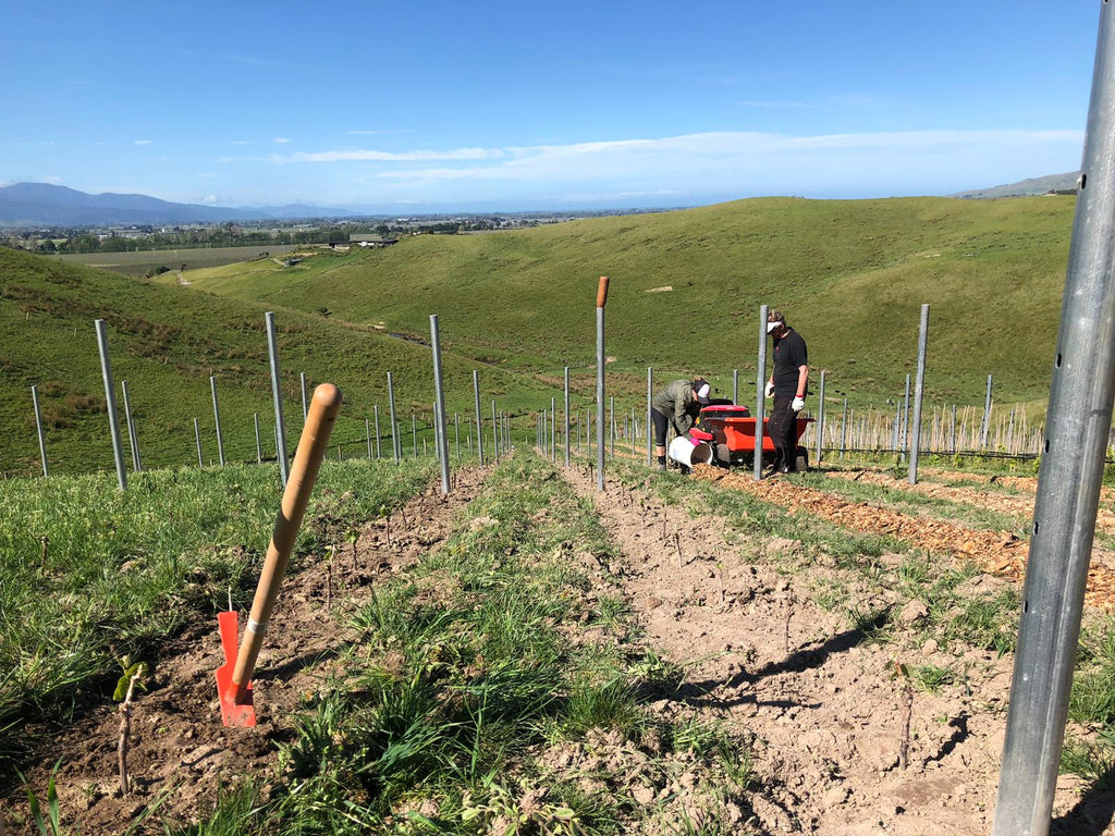 Nous Vineyard in Marlborough, New Zealand.