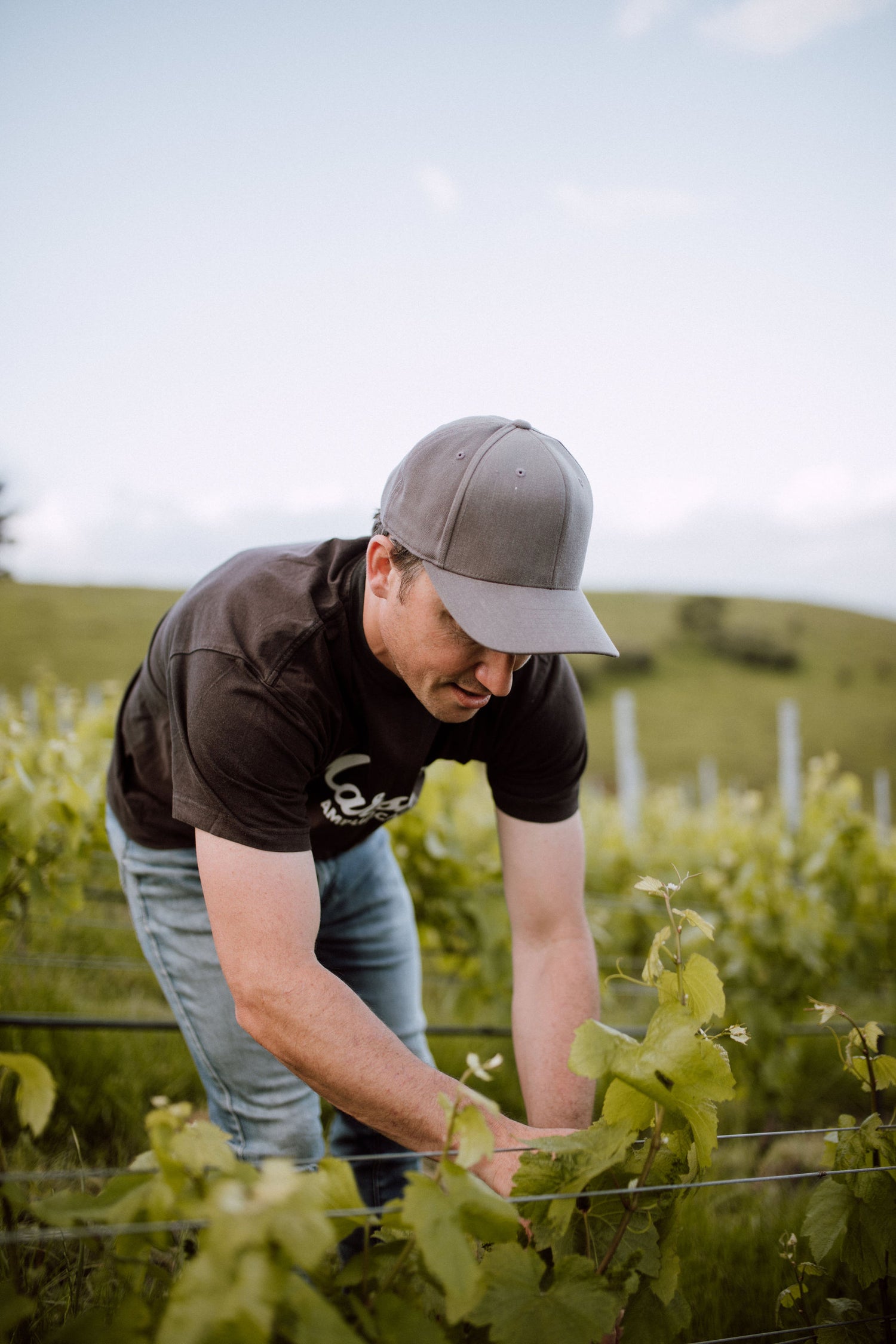 Chardonnay Planted Vineyard at Nous in Marlborough, New Zealand.