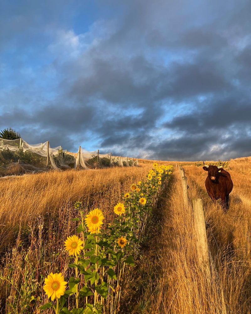 Biodynamics at Nous Vineyard in Marlborough, New Zealand.