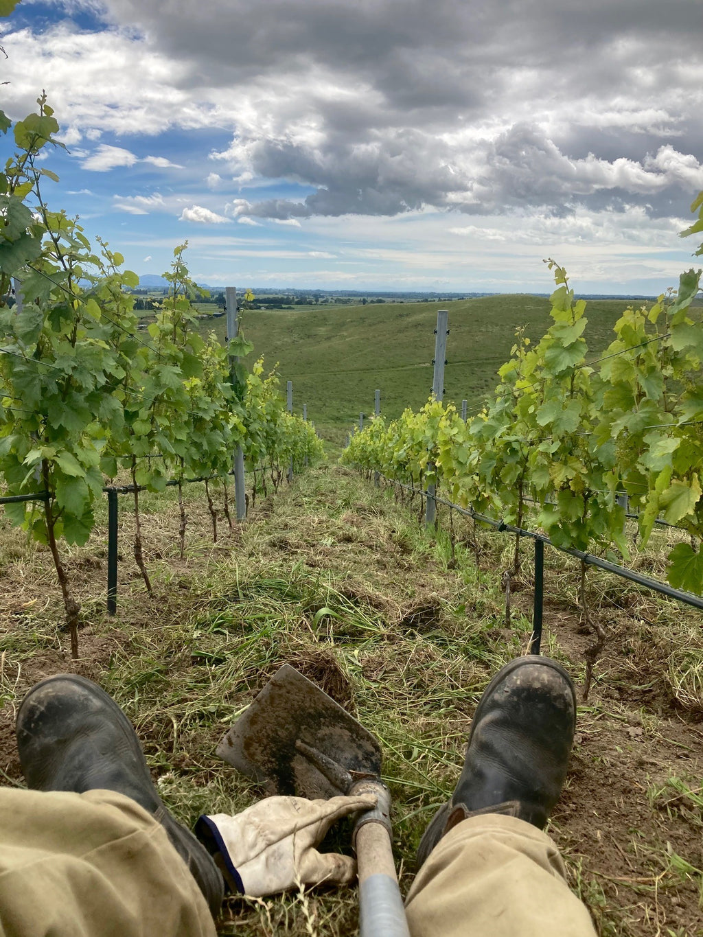 Nous Vineyard in Marlborough, New Zealand.